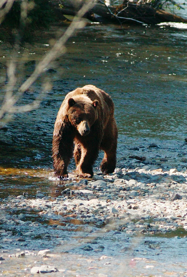 Alaska bear